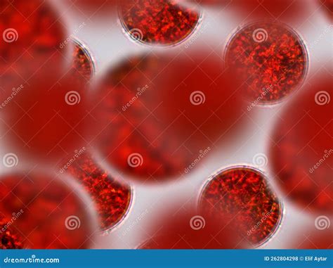 Red Algae Under The Microscope Royalty-Free Stock Photo | CartoonDealer ...