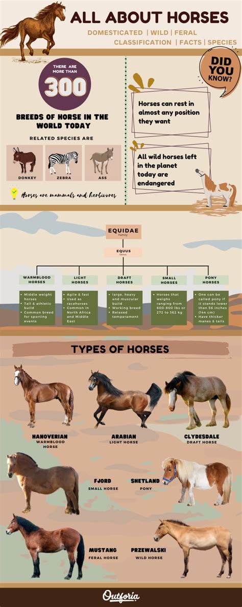 All Types of Horses: From the Wild to Domesticated