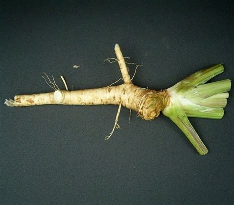 Jak uchovat křen