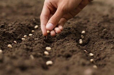 The ABC of Sowing Seeds for Successful Seed Growth