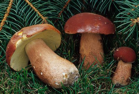 boletus rex veris 3