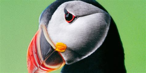 Puffin