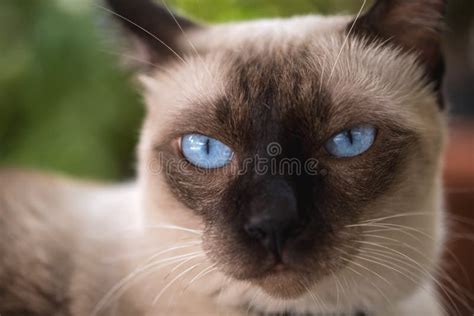 blue eyes siamese cat stock photo image  color furry