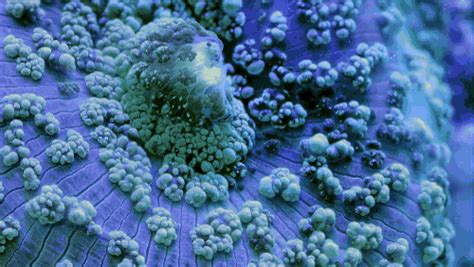 Vídeo revela as cores incríveis da vida marinha microscópica - Revista ...