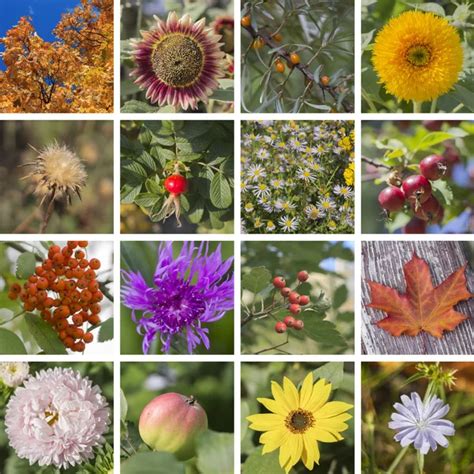 Biodiversity collage | Biodiversity collage — Stock Photo © yulan #16626507