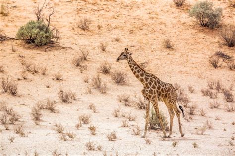 850+ Kalahari Giraffe Stock Photos, Pictures & Royalty-Free Images - iStock