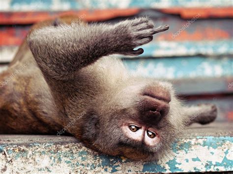 Foto Do Macaco Mostrando O Dedo