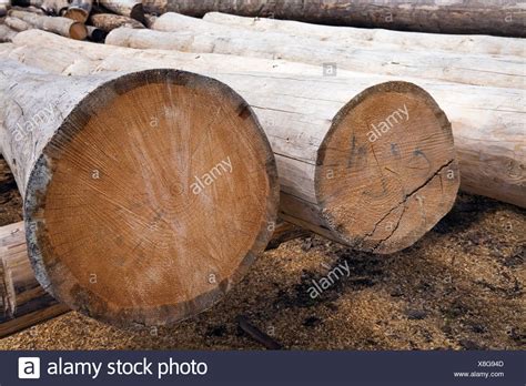 pine log high resolution stock photography  images alamy