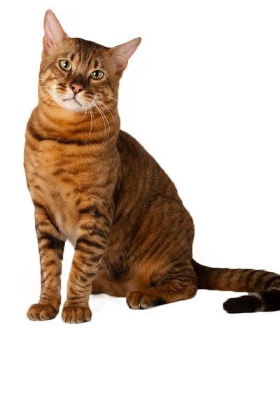 toyger cat breed ukpets toyger cat cat breeds bengal cat