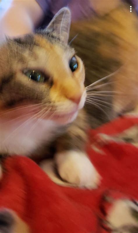 Blurry picture of a cat : r/blurrypicturesofcats