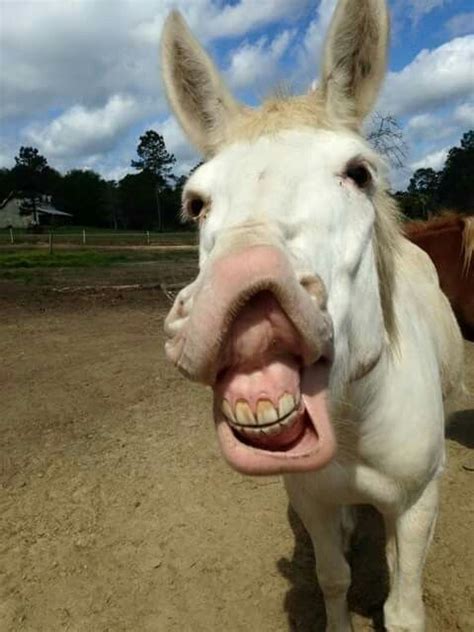 1000+ images about Silly horse! on Pinterest | Donkeys, Ponies and ...