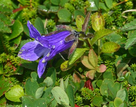 Campanula chamissonis - Изображение особи - Плантариум