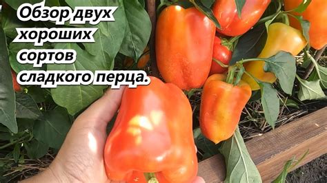 Обзор двух хороших сортов сладкого перца с полной плодовой нагрузкой ...