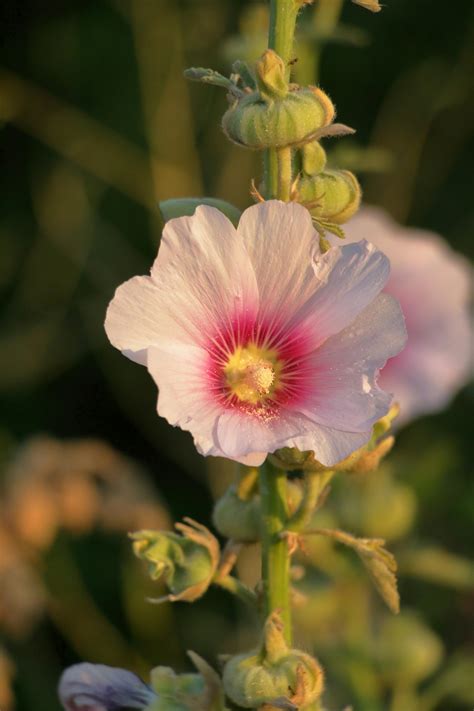 Бесплатные стоковые фото на тему alcea rosea, ботаника, ботанический ...
