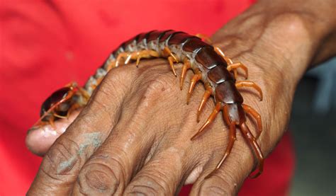 Centipede Bite
