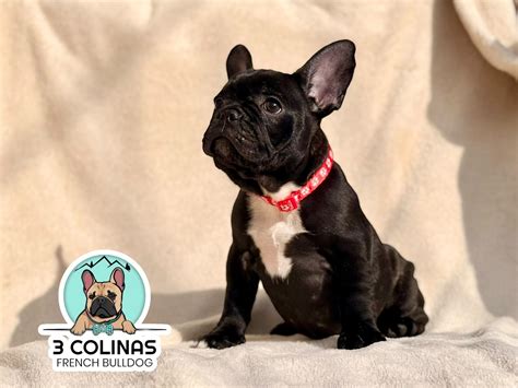 3 Colinas Bulldog Frances