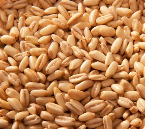 barley