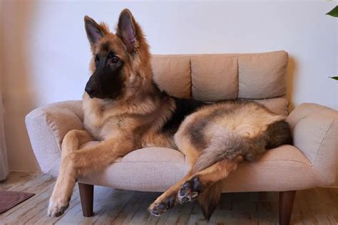 German Shepherd Vs. King Shepherd: What’s The Difference? - AnimalFate