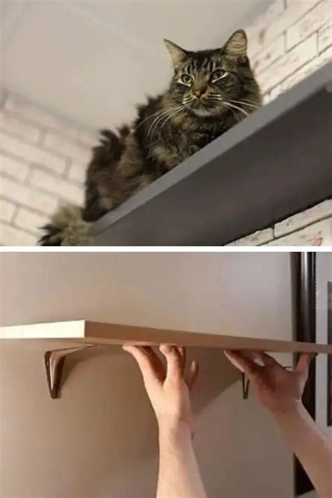 15 DIY Cat Shelves Plans You Can Build - Handy Keen