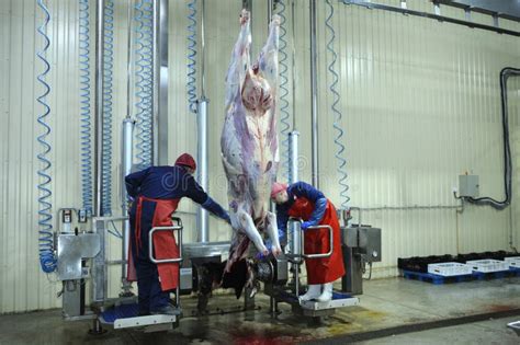 slaughterhouse workers skin carcass   caw  hoist