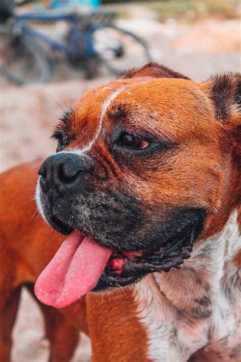 Boxer Anjing Satwa - Foto gratis di Pixabay - Pixabay