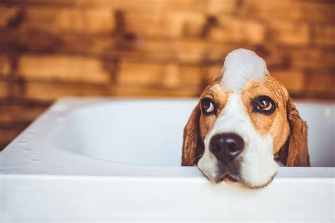 Stinky Senior: My Older Dog Smells Bad - Sunrise Boulevard Animal Hospital