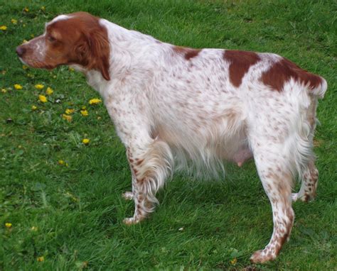 Breeding Brittanys For Falconry — Interview with Steve Wright!