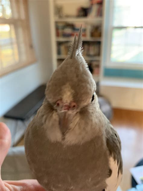 what happens if cockatiel injured safely 7