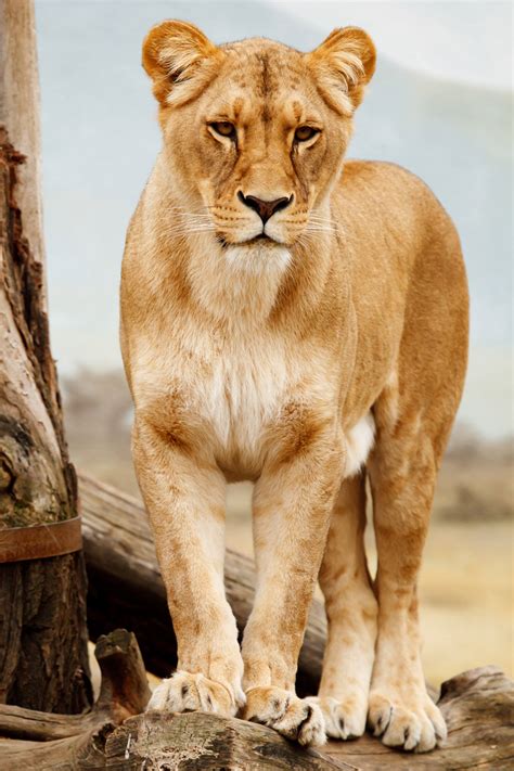 The Magnificent Lioness: A Deep Dive Into The Life, Behavior, And ...