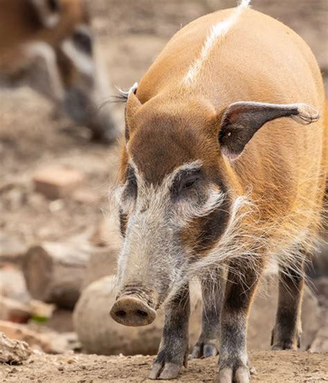 Red river hogs | London zoo