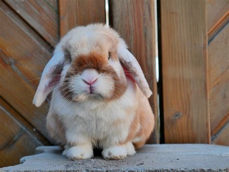 What interesting coloring Funny Bunnies, Bunny Pictures, Cute Animal