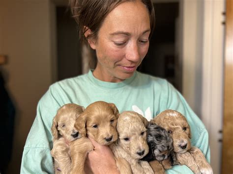 The Joy of Our Three Litters of Goldendoodle Puppies — High Desert ...