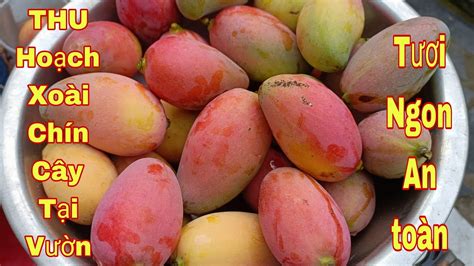 Thu Hoạch Xoài Chín Cây Đã Mắt | Làm món xoài lắc Bò Khô Và Sinh Tố ...