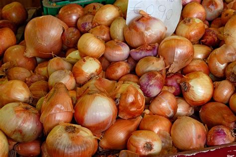 Onion | Description, History, Uses, Products, Types, & Facts | Britannica