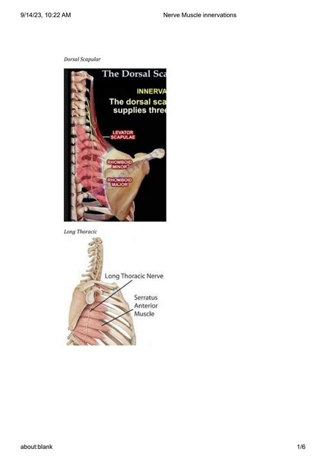 solution nerve muscle innervations studypool
