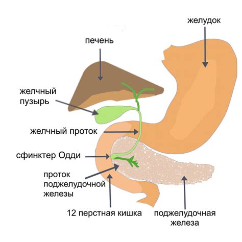 Дисфункция сфинктера Одди — симптомы и лечение