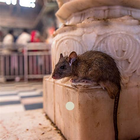 rodent control services  nyc exterminationcom