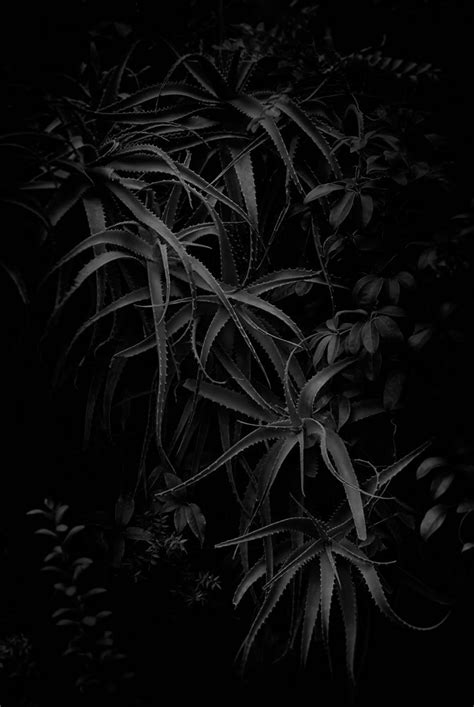 naked garden fabrice bigot shoots  secret lives  flowers demilked