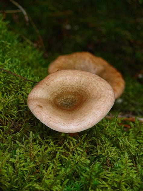 Mushroom Light Brown Moss - Free photo on Pixabay - Pixabay