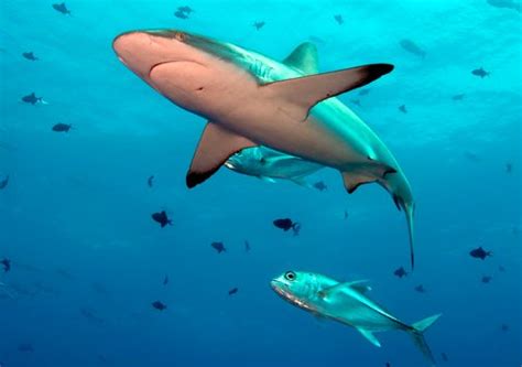 Pacific Islands Band Together on a Shark Sanctuary - The New York Times