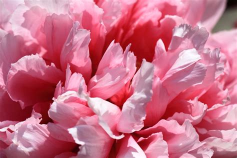 Fotos gratis : flor, pétalo, tulipán, alto, rosado, Imagen genial, 5d ...