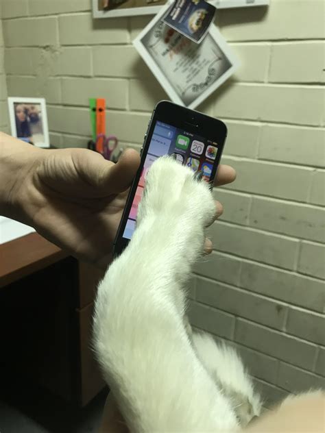 Puppers pet screens too : r/petthedamnscreen