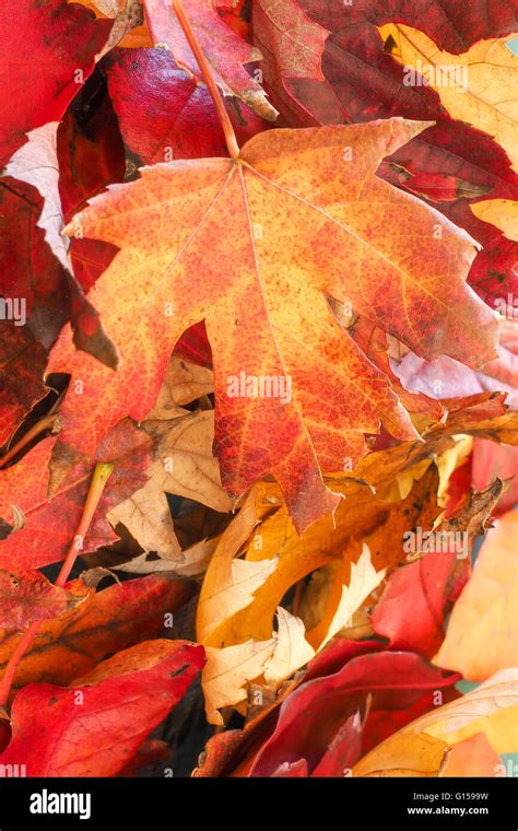 Autumn Liquidambar Leaves Stock Photo - Alamy