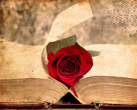 Роза на старинной книге - обои для рабочего стола, картинки, фото