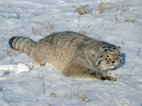 Russian wild kitten (manul) : r/aww