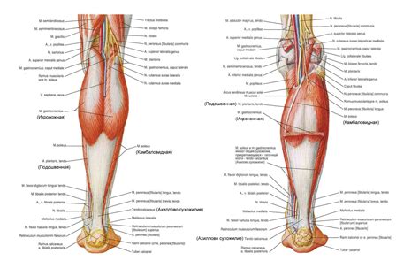 Икроножные мышцы | Бодибилдинг и Фитнес