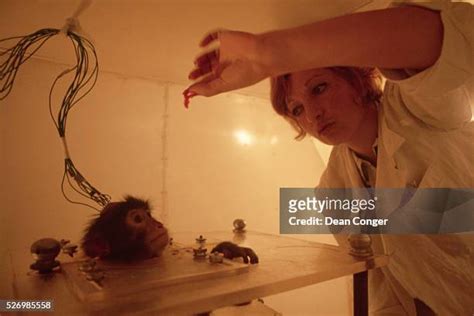 Monkey Experiments Photos and Premium High Res Pictures - Getty Images