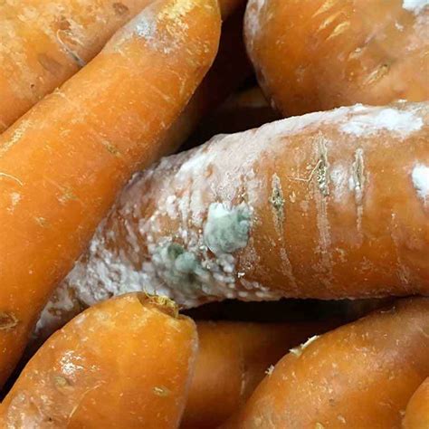 Carrot weevil – Pestoscope