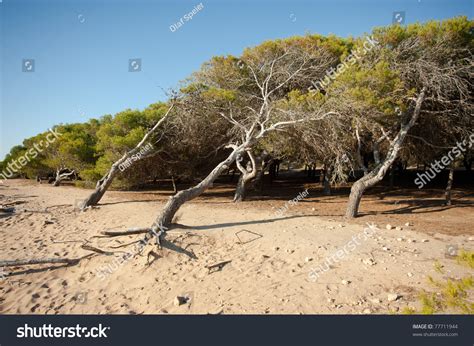 Windswept Pine Tree Forest On Sandy Ground Stock Photo 77711944 : Shutterstock