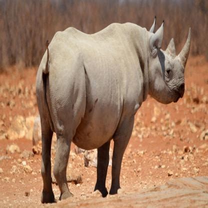 Rhino Instance Segmentation Dataset by DNDAssignment2